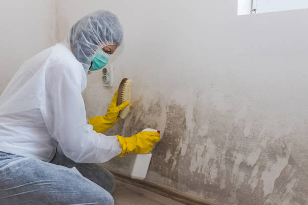 Best Real Estate Mold Inspection  in USA